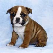 English Bulldog puppies ready to go