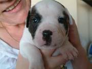 victorian bulldogsxstaffs puppies