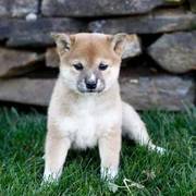 Good Looking Shiba Inu Puppies