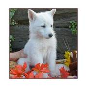 KC White German Shepherds Male