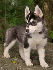 Adorable Siberian Husky Puppies For Adoption (w_kerilyn@yahoo.com)