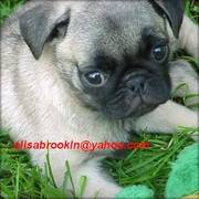 Affectionate Pug Puppies for Christmas Gifts