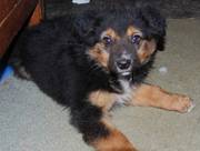 Border Collie/Sheepdog pup - dog - 10 weeks old