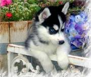 Siberian Husky for lovely new-home