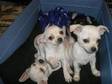 CHIHUAHUA FEMALE puppy,  Beautiful little girl,  white, ....