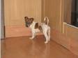 miniature jack russel (£270). miniature jack russel five....