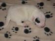 JACK RUSSELL puppies,  4 boys short legs short hair mum....