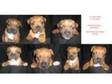 Stunning Staffordshire Bull Terrier Pups. 7 Stunning....