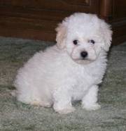 Miniature Poodle Puppies For Sale