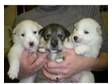 Siberian Husky puppys for sale. I have for sale three....