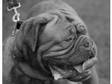 1 Yr Old Dogue De Bordeaux Male & Female (£500). Due to....