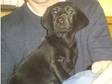 Labrador puppies. we have 4 adorable black labrador....