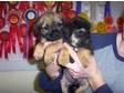 BORDER TERRIER pups;  Border Terrier pups,  pedigree but....