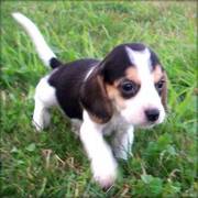 Adorable beagle puppies as christmas gift