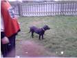 black pedigree labrador puppy