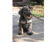 MINITURE SCHNAUZER gorgeous chunky little boy puppy,  he....