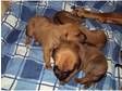 Rhodesian Ridgeback pups