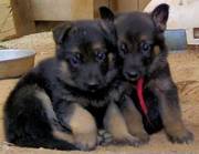 German Shepherd Puppies for Sale