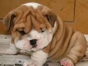 Beautiful British Bulldog Pups