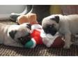 Fawn female pug puppy (£1, 000). stunning fawn female Pug....