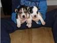 Pretty Jack Russell Pups For Sale £175 (£175). 6 Weeks....