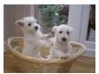 west highland puppies for sale. stunning litter of west....