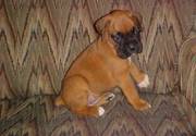 Boxer Puppies For Sale