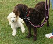 F2 cream Labradoodle 6mths newhome needed