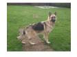 German Shepherd Pups. Stunning quality german shepherd....