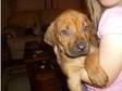 Rhodesian Ridgeback Puppies. Gorgeous big chunky puppies....