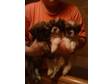 8 PEDIGREE Lhasa apsos for sale,  various colours,  we....