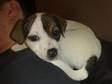 Jack Russell Terrier Puppies Small litter going quickly.....