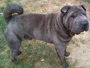 Proven Blue Shar-Pei