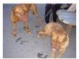 Dogue de bordeaux puppies for sale. I have lovely dogue....