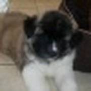 japenese akita pup for sale