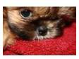 shih-tzu puppies. beautiful shih tzu puppies,  ready now....