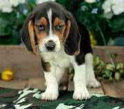 playful beagle puppies for sale