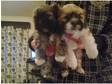 hi their lhasa apso lovers, 