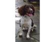 Springer Spaniel Dog 10 Months Old Will Make Excellent....