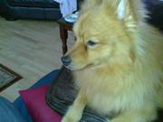 Beautiful Red Pomeranian for stud