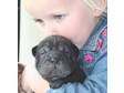 RAINBODRAGON A accredited breeder of shar pei's, ....