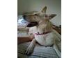 2 1/2 - 3 year old Female,  White Short Hair,  German....