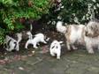 Pedigree KC Registered Petit Basset Griffon Vendeen Puppies in PRESTON