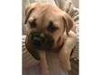 Last Light Red Pedigree Bulmastiff Female Puppy Available