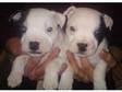 Staffordshire bull terrier puppies for sale. I have 5....