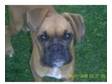 red and black boxer dog 7 months. 7 month old boxer male....