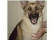 Pedigree Female German Shepherd - 11 month old. We have....