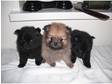 Pomerian Puppies