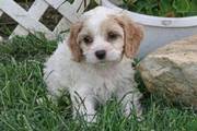 Lovely Babies Calvalier and Bichon parents,  CAVACHON puppies