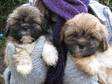 Lhasa apso puppies Beautiful Pedigree DLRC Lhasa Apso....